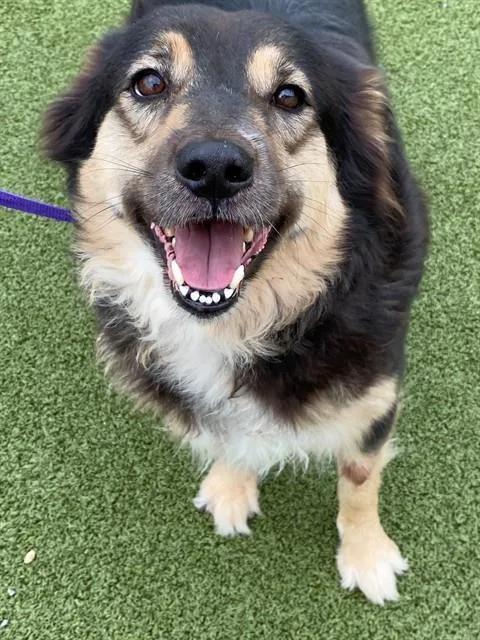 An adult large-sized female Australian Shepherd dog named Ava for adoption in Fayetteville, NC