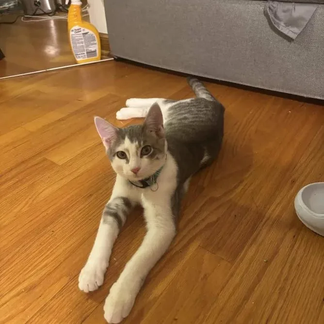 Pablo Picasso thumbnail 2