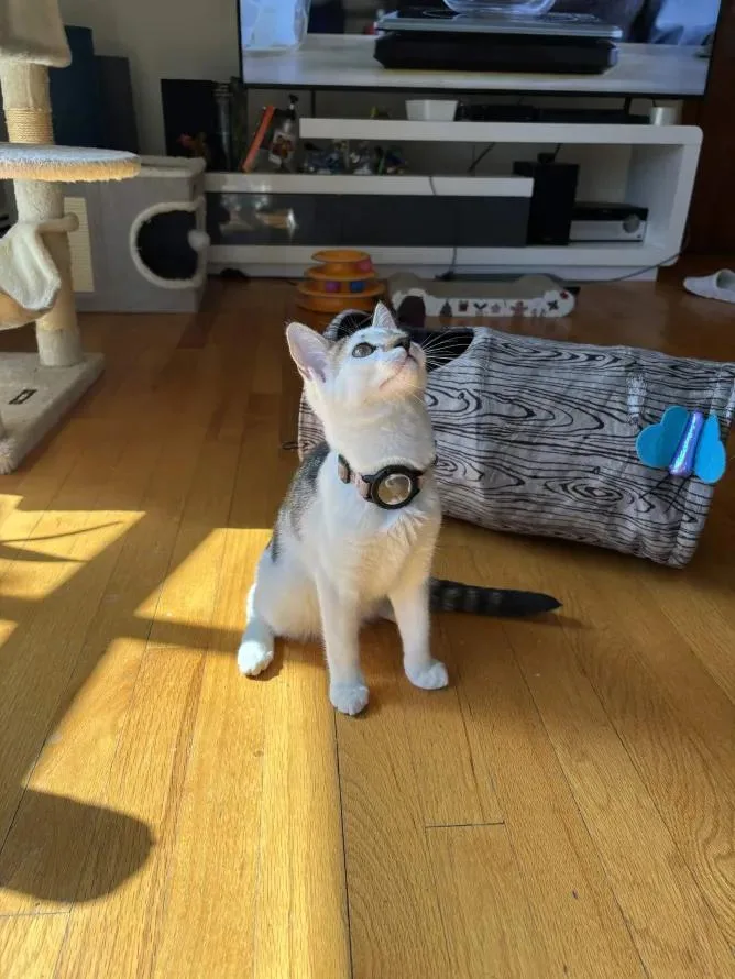 Pablo Picasso thumbnail 3