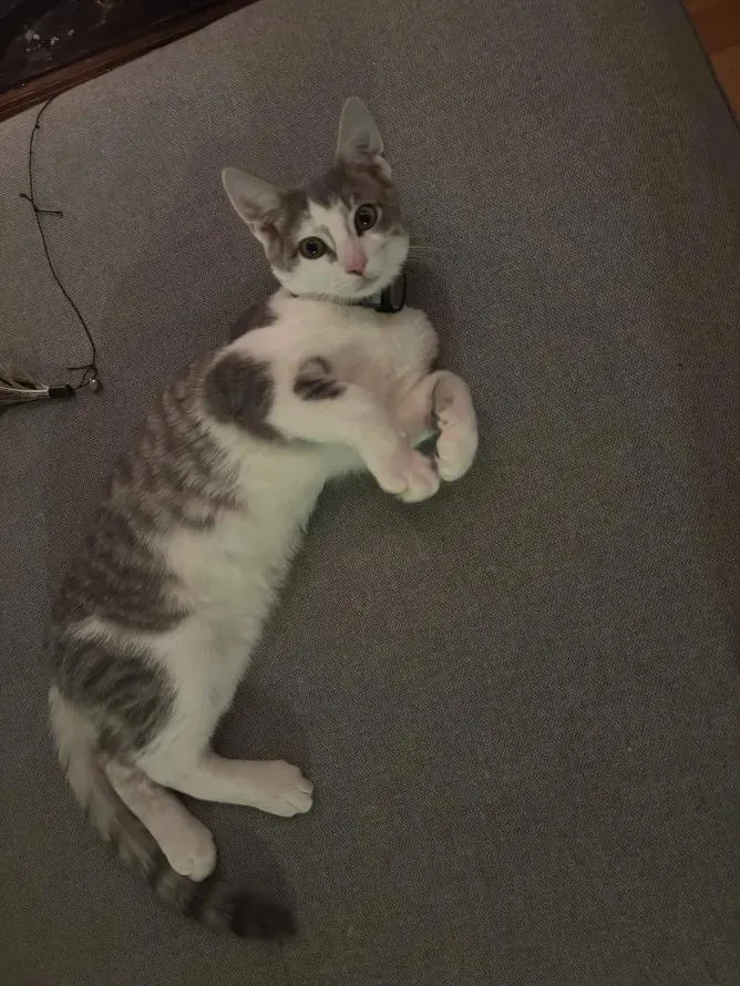 Pablo Picasso thumbnail 4