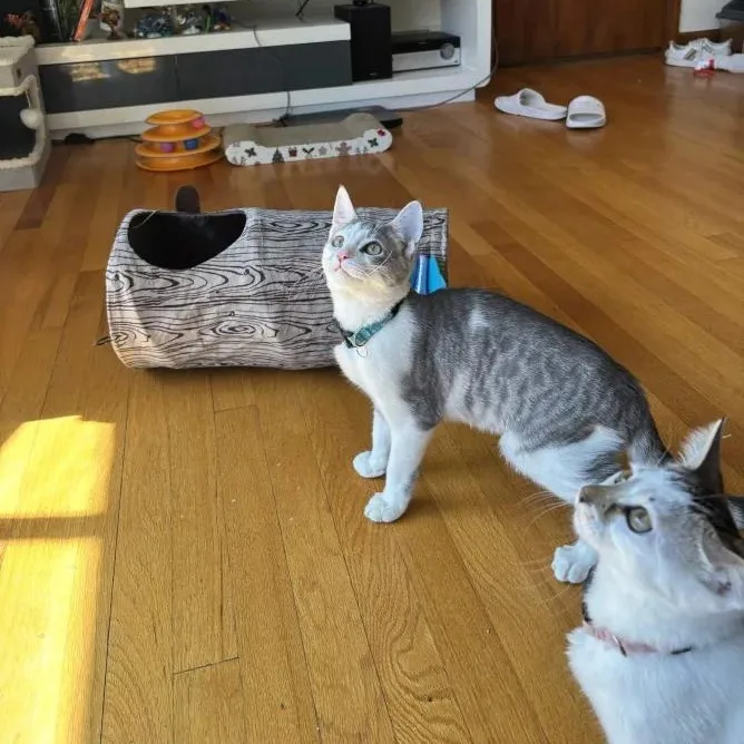 Pablo Picasso thumbnail 6