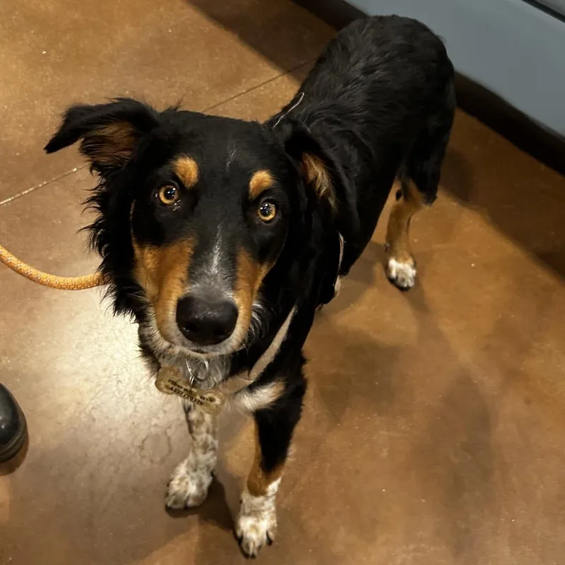 An adult medium-sized male Black Australian Shepherd dog named Theo for adoption in Lynchburg, VA
