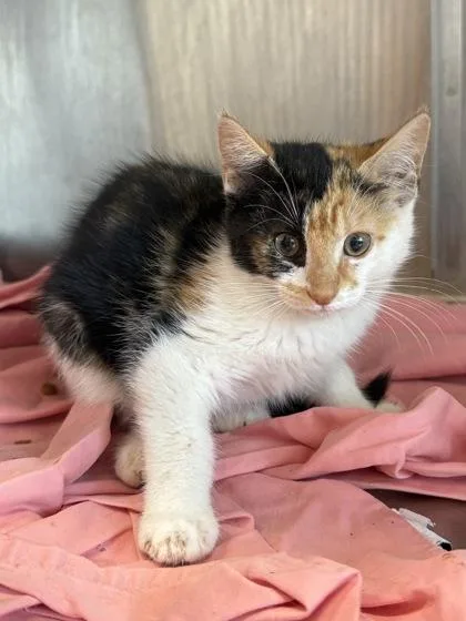 A baby small-sized female Domestic Short Hair cat named Cavatappi for adoption in West Chester, PA