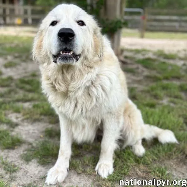 A young extra large-sized female White / Cream Great Pyrenees dog named Precious In Ga for adoption in Beacon, NY