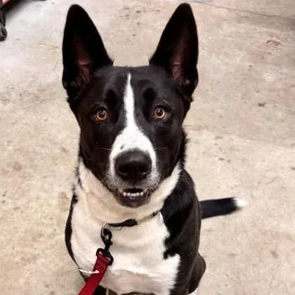 An adult large-sized male Tricolor (Brown, Black, & White) Mixed Breed dog named Nico for adoption in Hackensack, MN