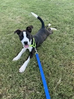 A baby small-sized male Mixed Breed dog named Pegasus for adoption in Atlanta, GA