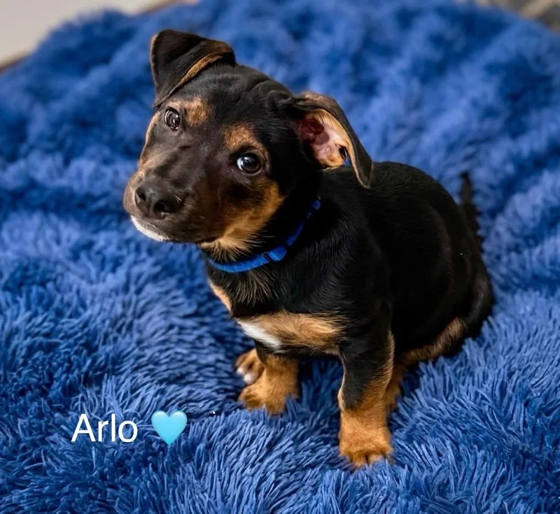 Arlo thumbnail 4