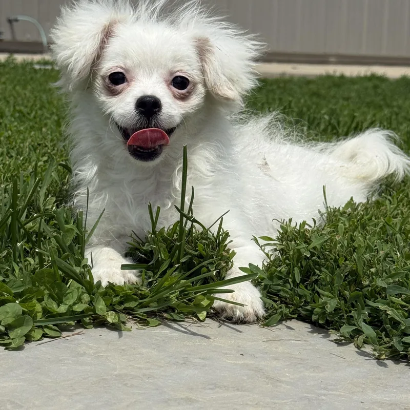 A young small-sized female Pomeranian dog named Michelle for adoption in Brazil, IN