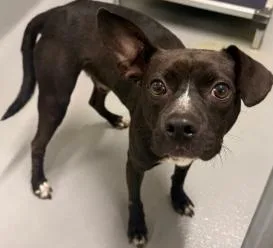 An adult small-sized male Pit Bull Terrier dog named AC "Hugo" for adoption in Conyers, GA