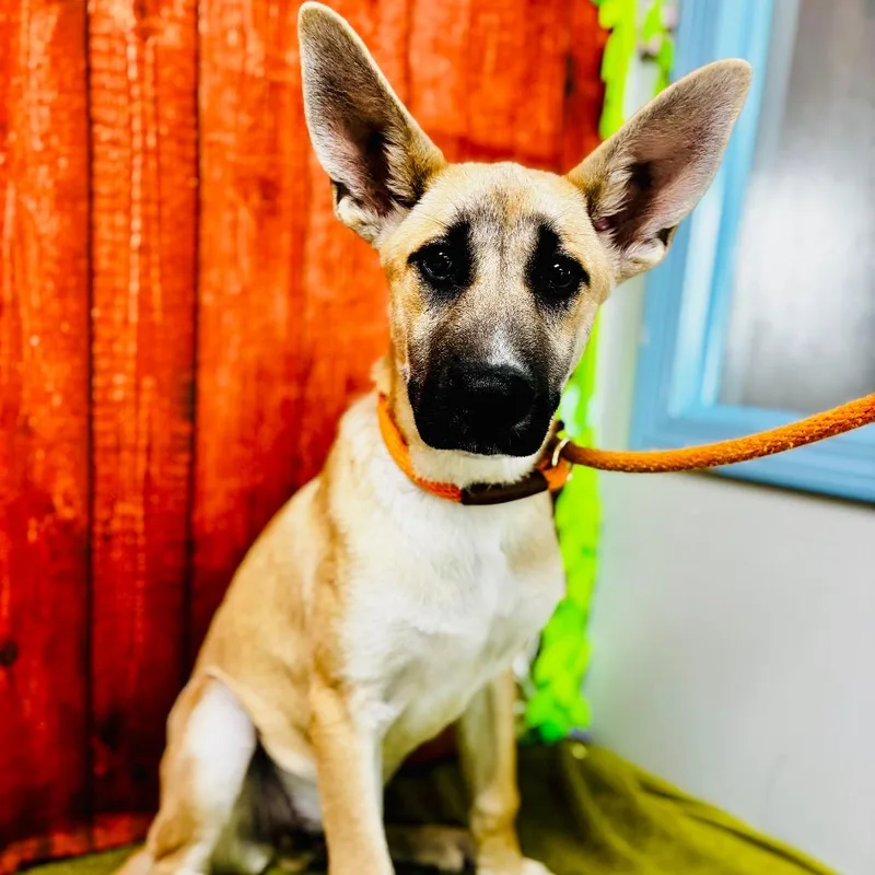 A baby small-sized male Yellow / Tan / Blond / Fawn Shepherd dog named Pancho for adoption in Lebanon, MO