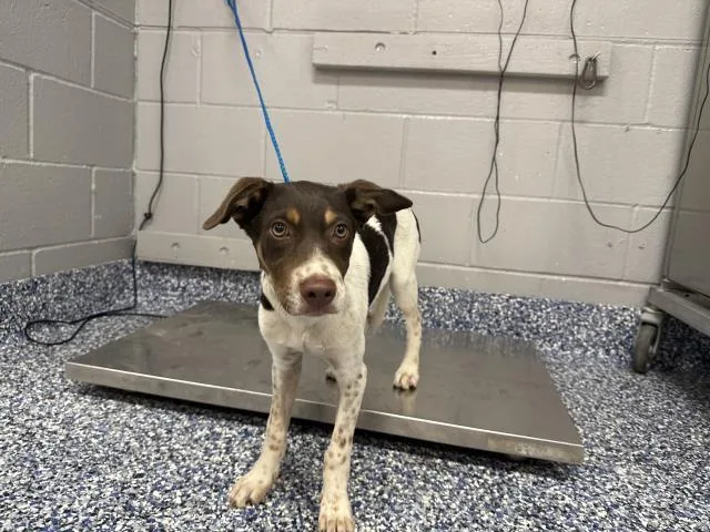 A baby medium-sized male Terrier dog named Lucus for adoption in Thousand Palms, CA