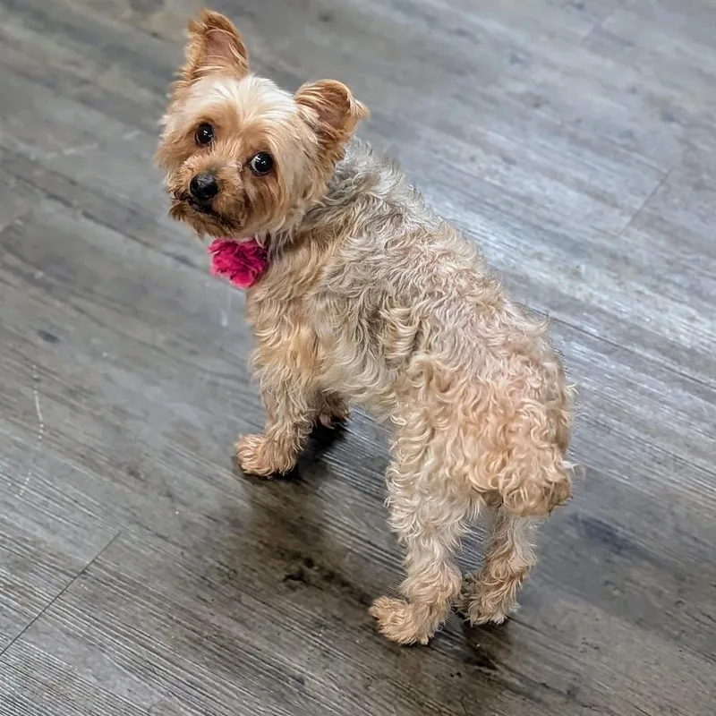 Penny