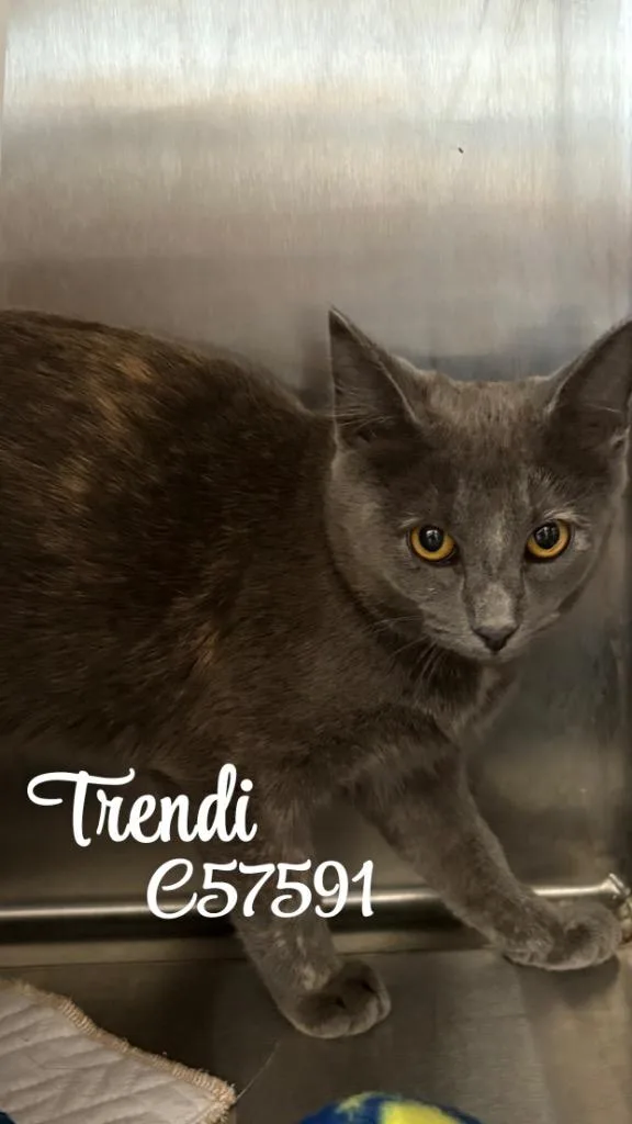 Trendi