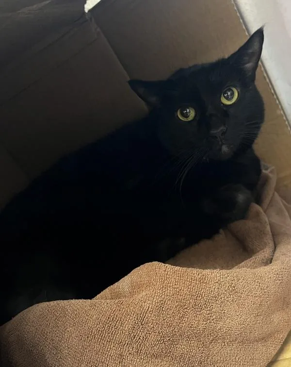 An adult large-sized female Domestic Short Hair cat named Tikky for adoption in Stratham, NH