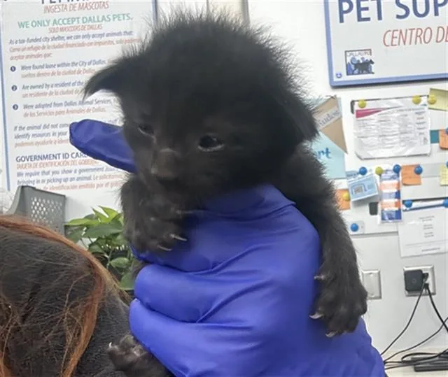 A baby medium-sized male Domestic Short Hair cat named Bonnie for adoption in Dallas, TX