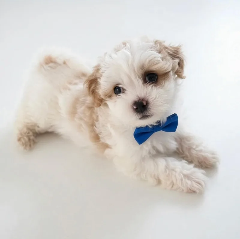 A baby small-sized male White / Cream Shih poo dog named Biscuit for adoption in Phoenix, AZ