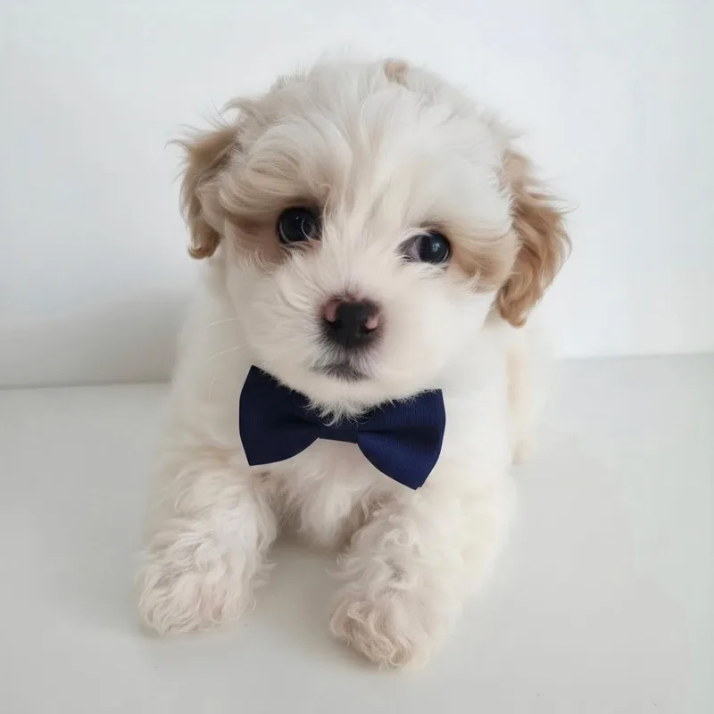 Biscuit thumbnail 2