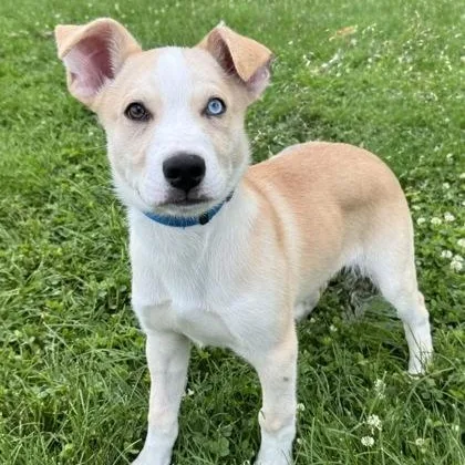 A baby medium-sized male White / Cream Husky dog named Whizzer for adoption in Tinley Park, IL