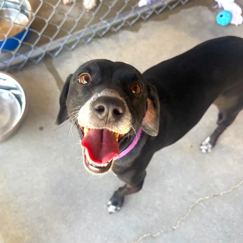 A young small-sized male Chihuahua dog named Bean for adoption in Joshua Tree, CA
