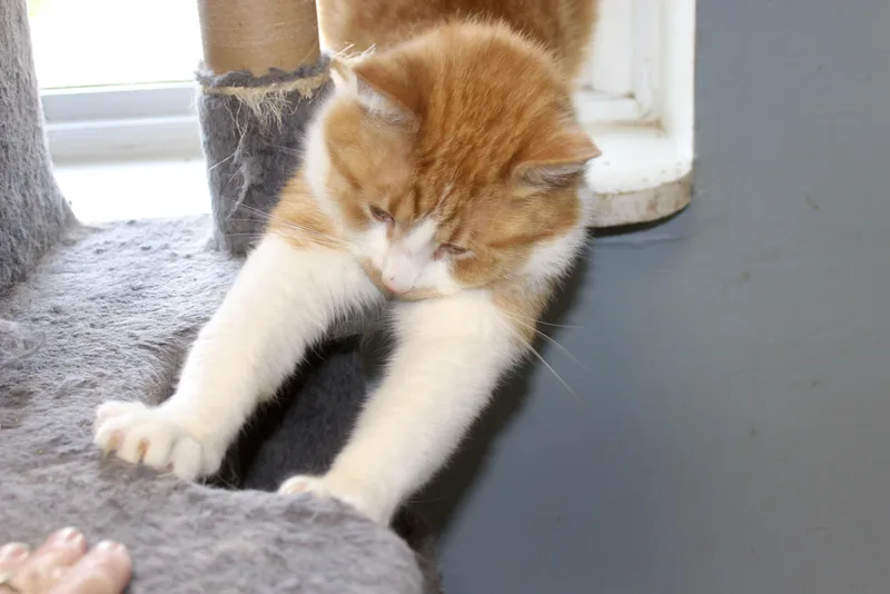 An adult medium-sized male Tabby (Orange / Red) Domestic Short Hair cat named Norbert for adoption in Brazil, IN