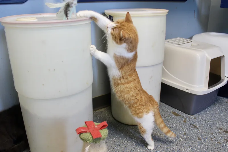 Norbert thumbnail 3