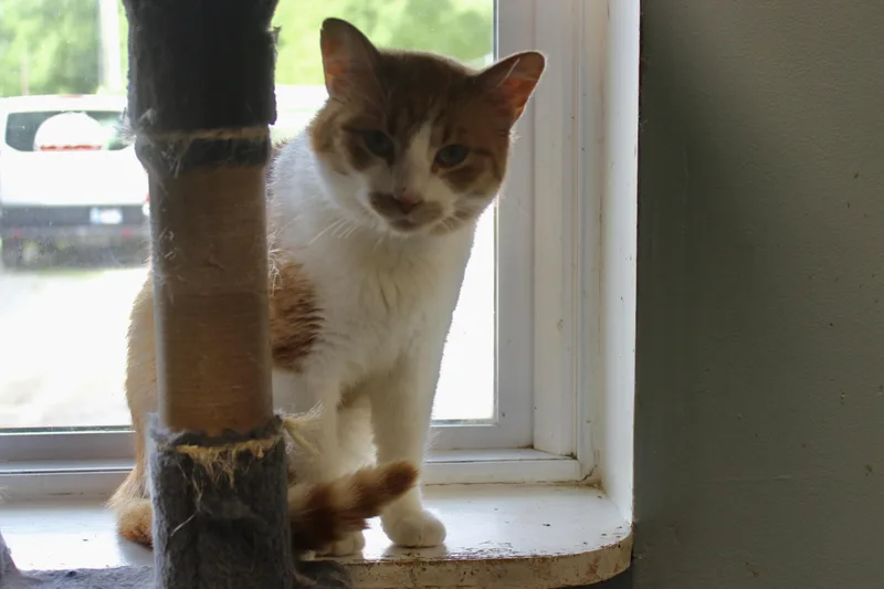 Norbert thumbnail 4