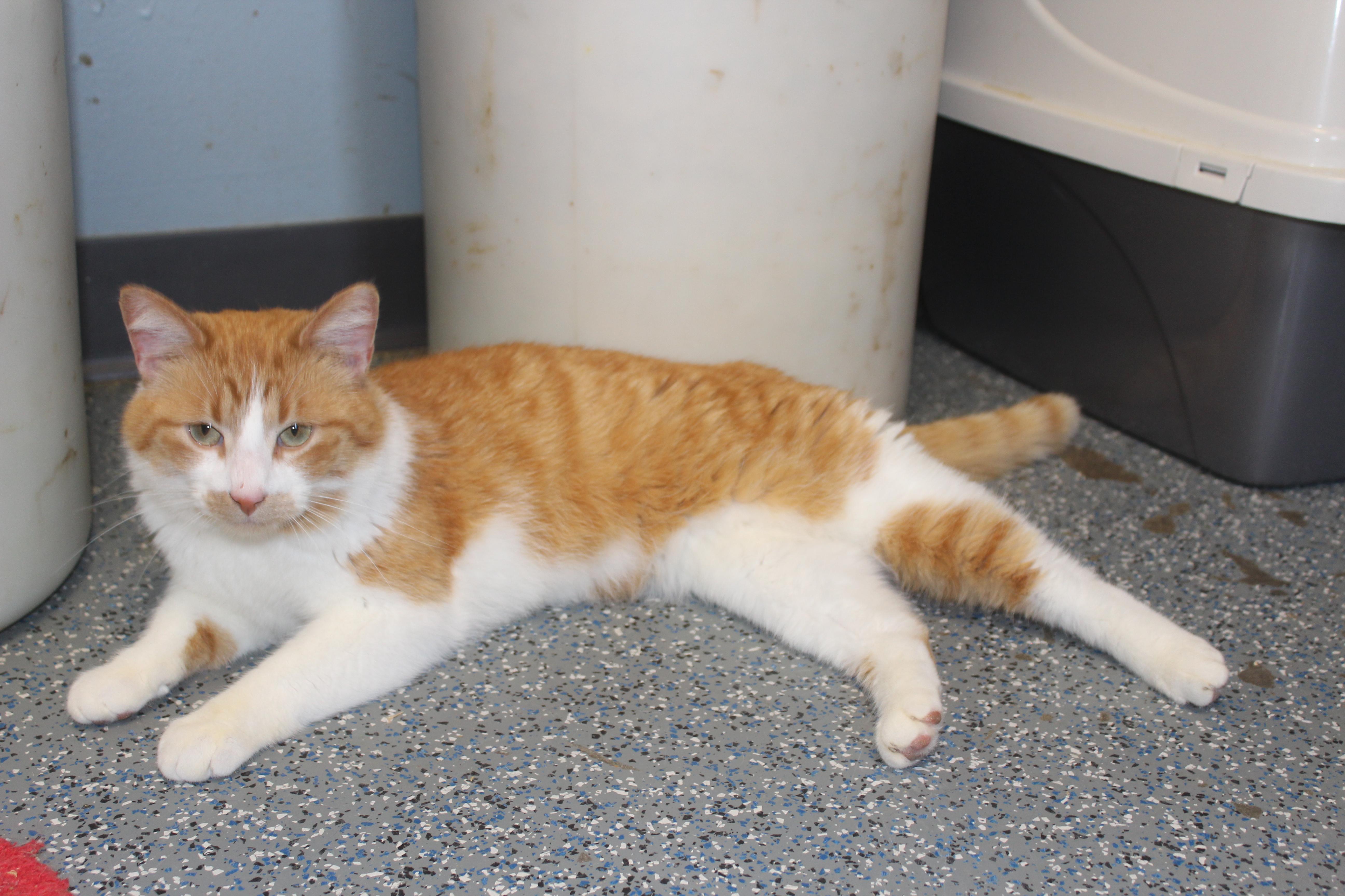 Norbert thumbnail 6