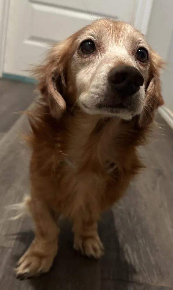A senior small-sized male Red / Chestnut / Orange Dachshund dog named Vernon for adoption in Shawnee, OK