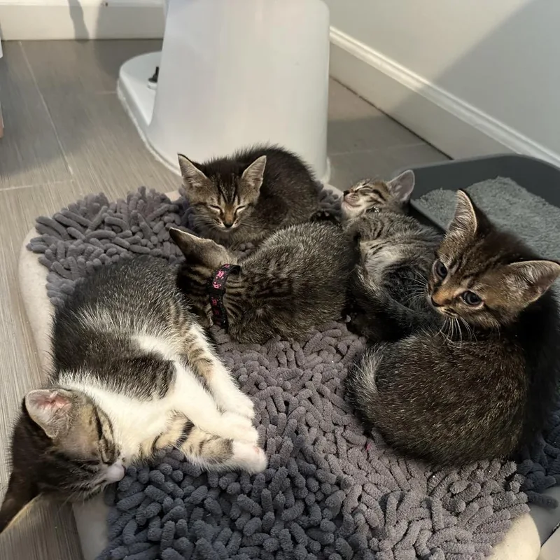 A baby small-sized female Gray / Blue / Silver Domestic Short Hair cat named Twyla for adoption in Oakton, VA