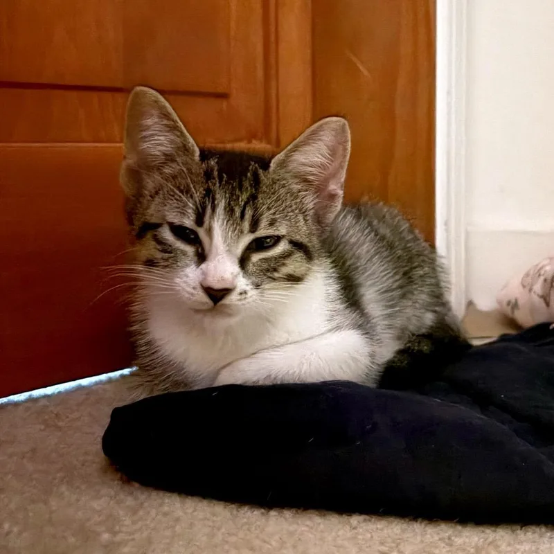 Twyla thumbnail 4