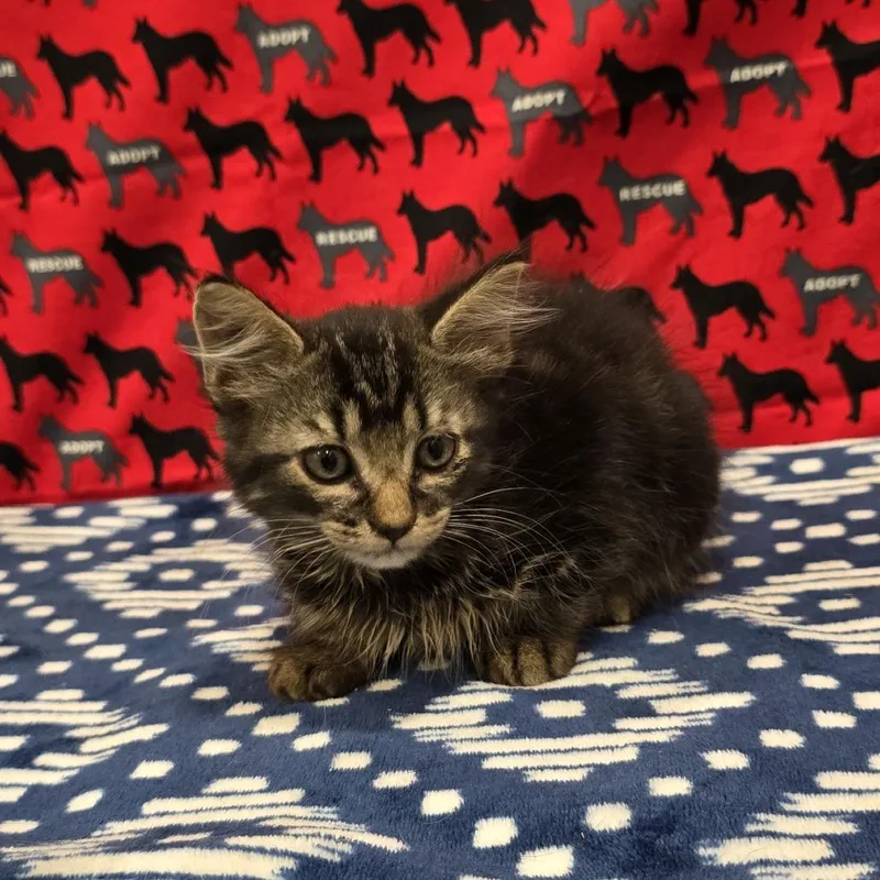 A baby small-sized female Gray / Blue / Silver Domestic Long Hair cat named Pamela for adoption in Washburn, MO