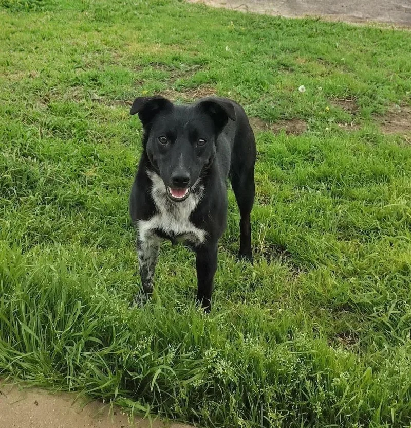 A young small-sized female Cattle Dog dog named Poppie for adoption in Arlington, TX