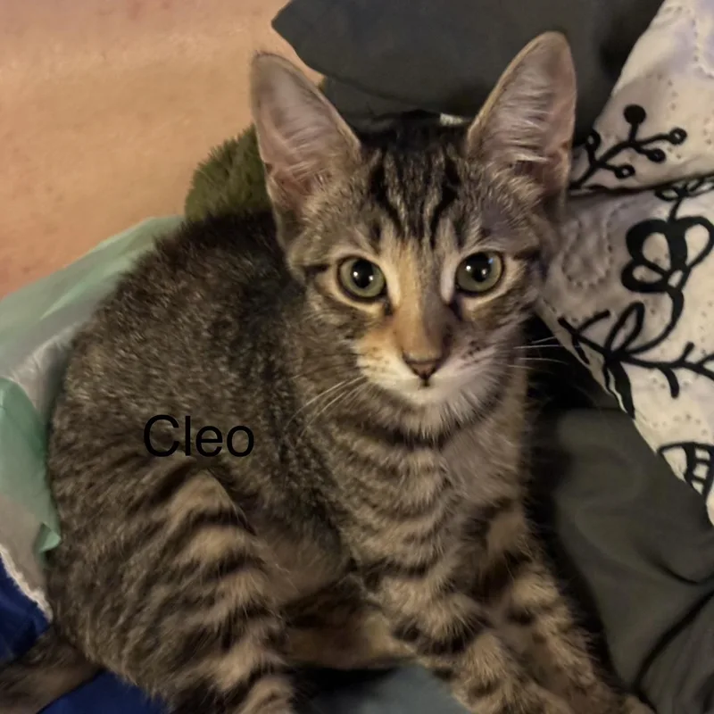 A baby medium-sized female Tabby (Brown / Chocolate) Tabby cat named Cleo M. for adoption in Sacramento, CA