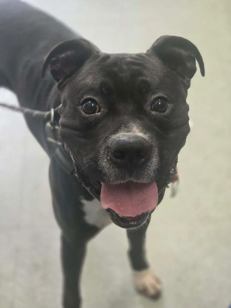 An adult medium-sized male Staffordshire Bull Terrier dog named Duke for adoption in Danielsville, GA