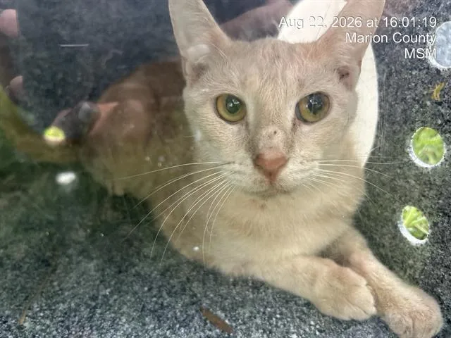 An adult small-sized female Domestic Short Hair cat named Gardenia for adoption in Ocala, FL