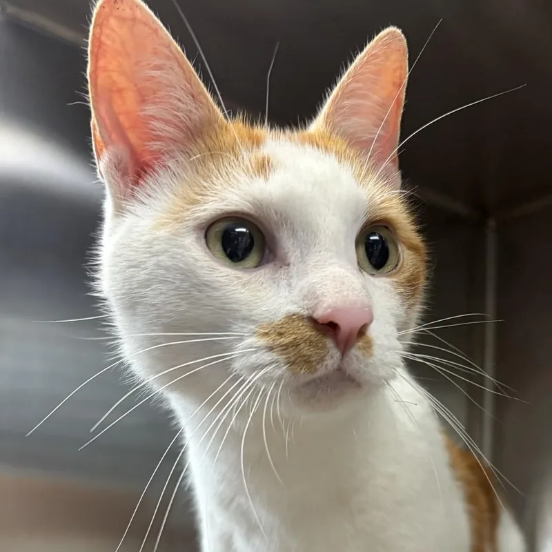An adult medium-sized male Orange & White Domestic Short Hair cat named Ron for adoption in Allegan, MI