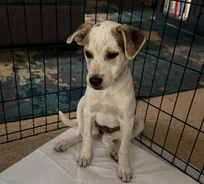 A baby medium-sized male Australian Cattle Dog / Blue Heeler dog named Mangonada for adoption in Sacramento, CA