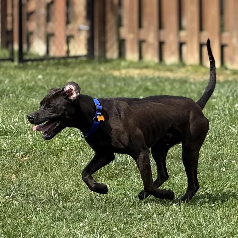 A young medium-sized male Chocolate Labrador Retriever dog named Nolan for adoption in Avon, OH