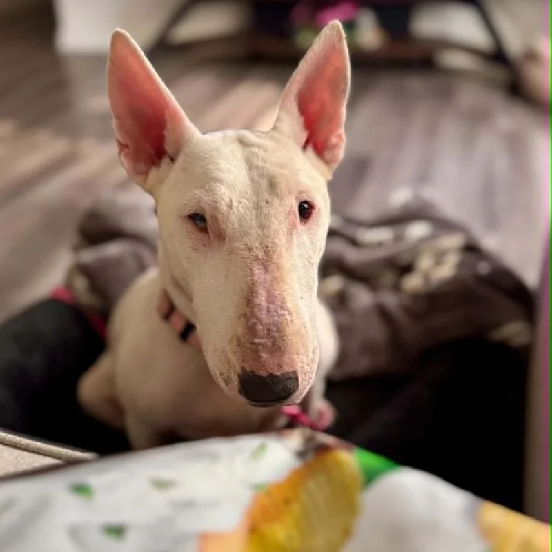 An adult medium-sized female White / Cream Bull Terrier dog named Itzy Bitzy YC for adoption in Austin, TX