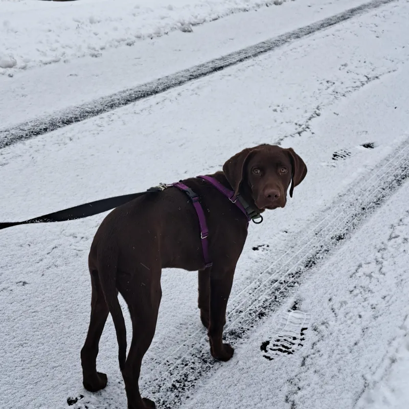 A young medium-sized male Brown / Chocolate German Shorthaired Pointer dog named Courtesy Listing Cornelius for adoption in Jackson, WY