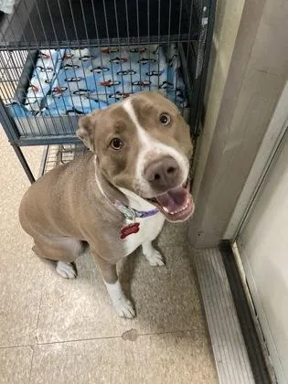 An adult large-sized female Pit Bull Terrier dog named Skye for adoption in St. Anne, IL