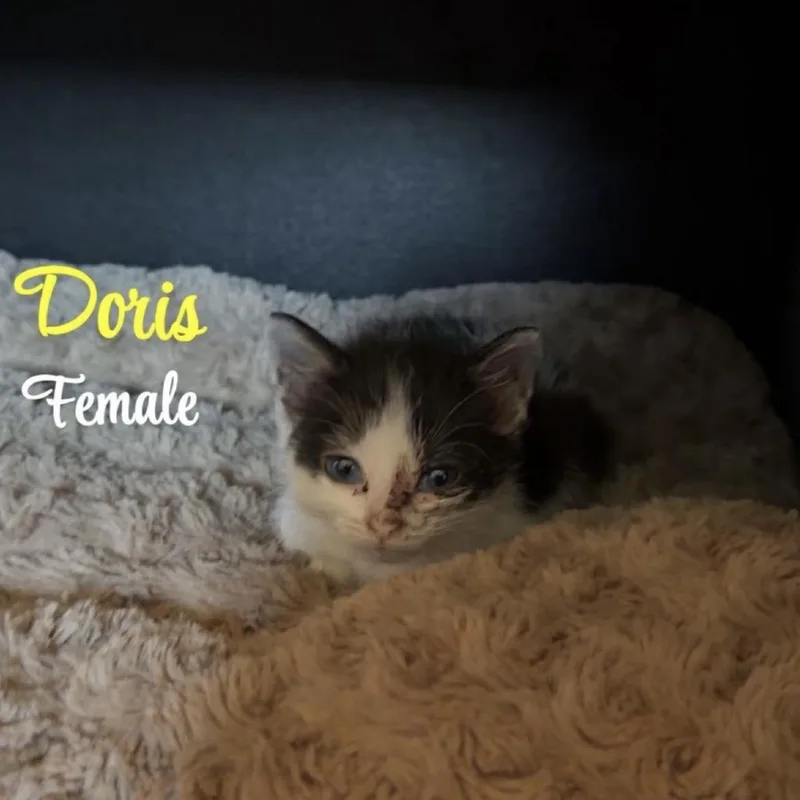 A baby small-sized female Black Domestic Short Hair cat named Doris for adoption in Coralville, IA
