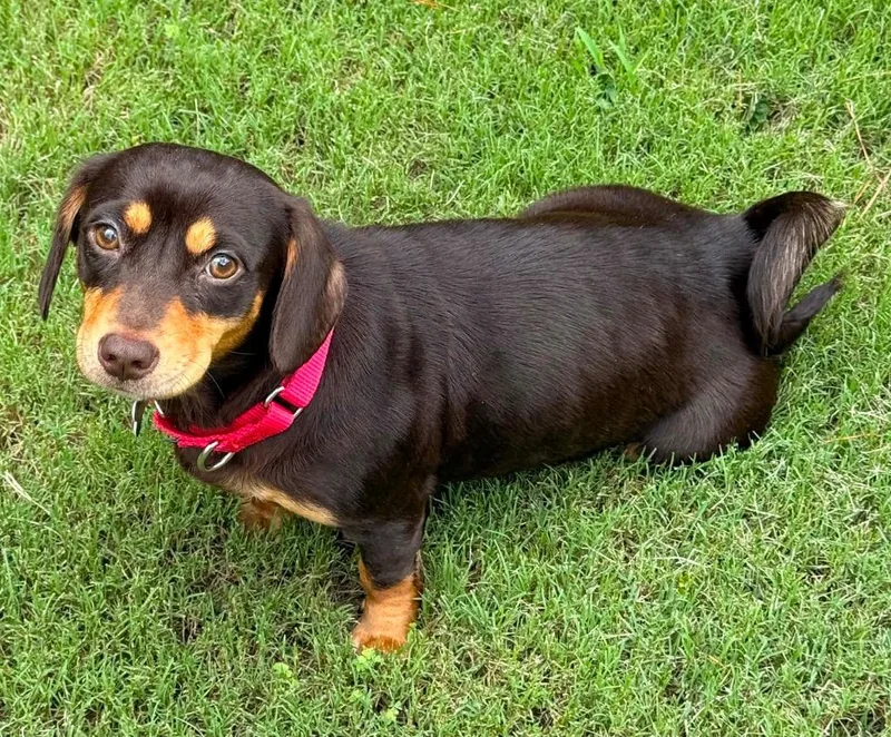 A young small-sized female Dachshund dog named Judy for adoption in Gorham, ME