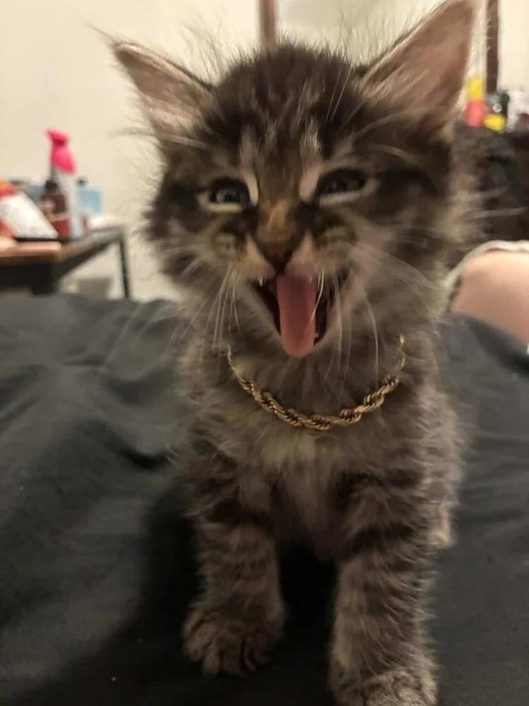 A baby small-sized male Brown / Chocolate Tabby cat named Reuben for adoption in Dallas, TX
