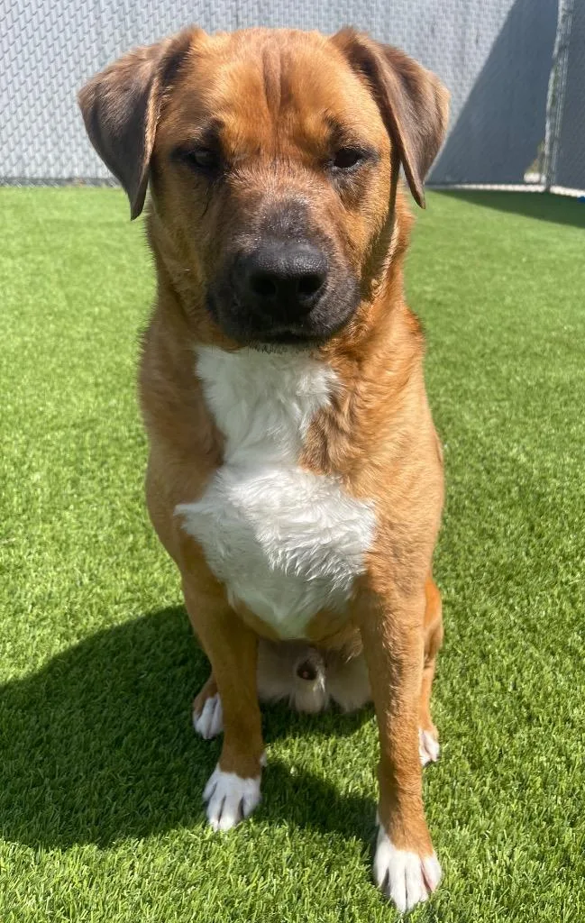 An adult medium-sized male Brown / Chocolate Mixed Breed dog named Bruno for adoption in Frankfort, KY