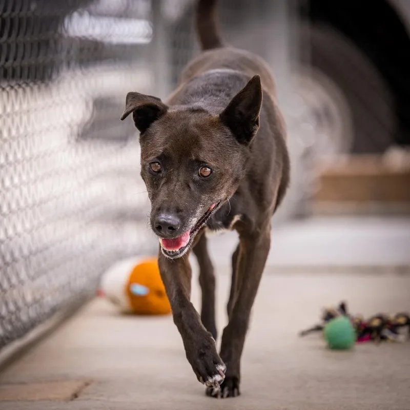 A senior medium-sized female Jindo dog named Gong Ju for adoption in Twentynine Palms, CA