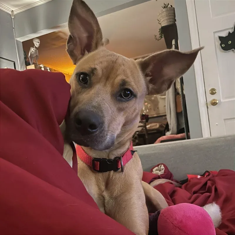 Melody Mist thumbnail 2