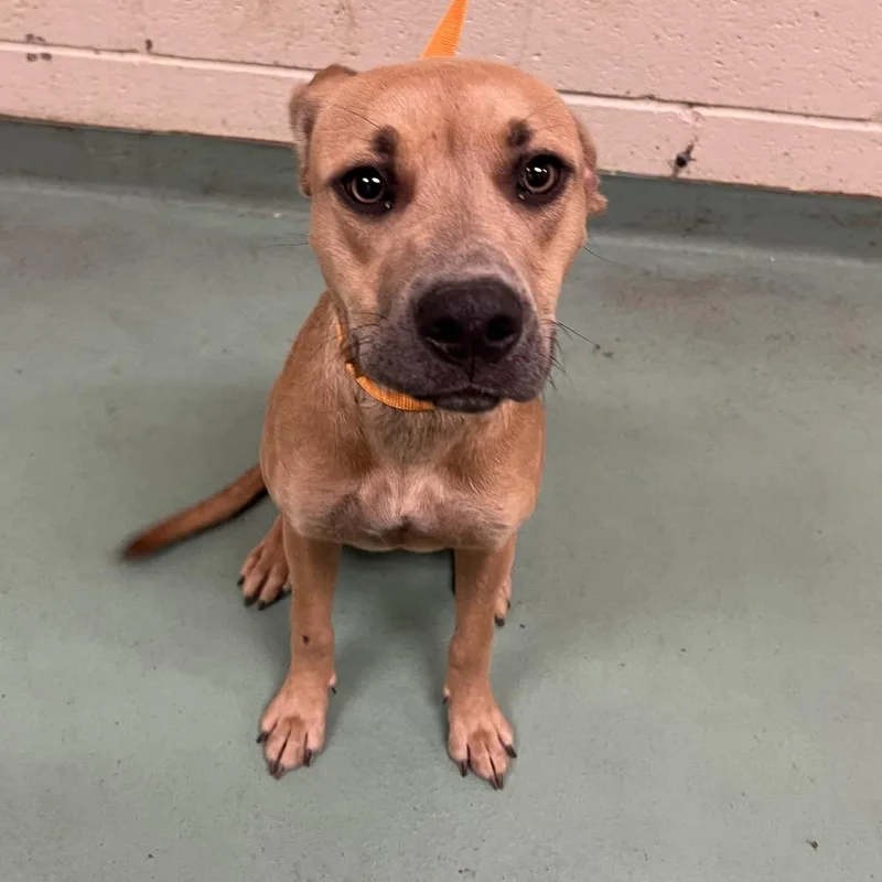 Melody Mist thumbnail 3