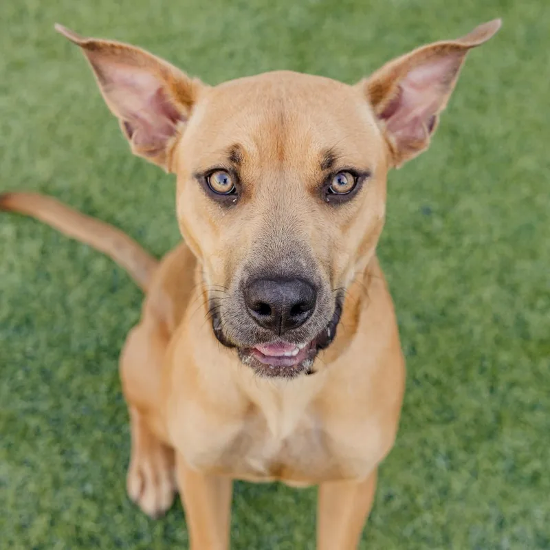 Melody Mist thumbnail 6