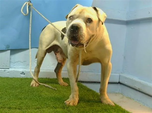 An adult large-sized male American Bully dog named Raiden for adoption in Gardena, CA